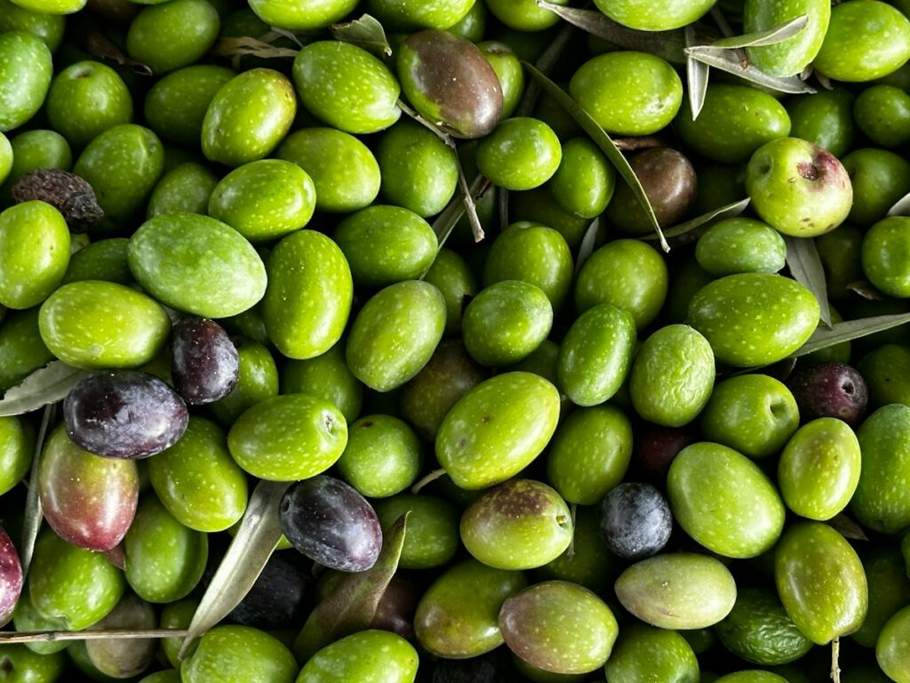 Freshly harvested green and black olives with leaves